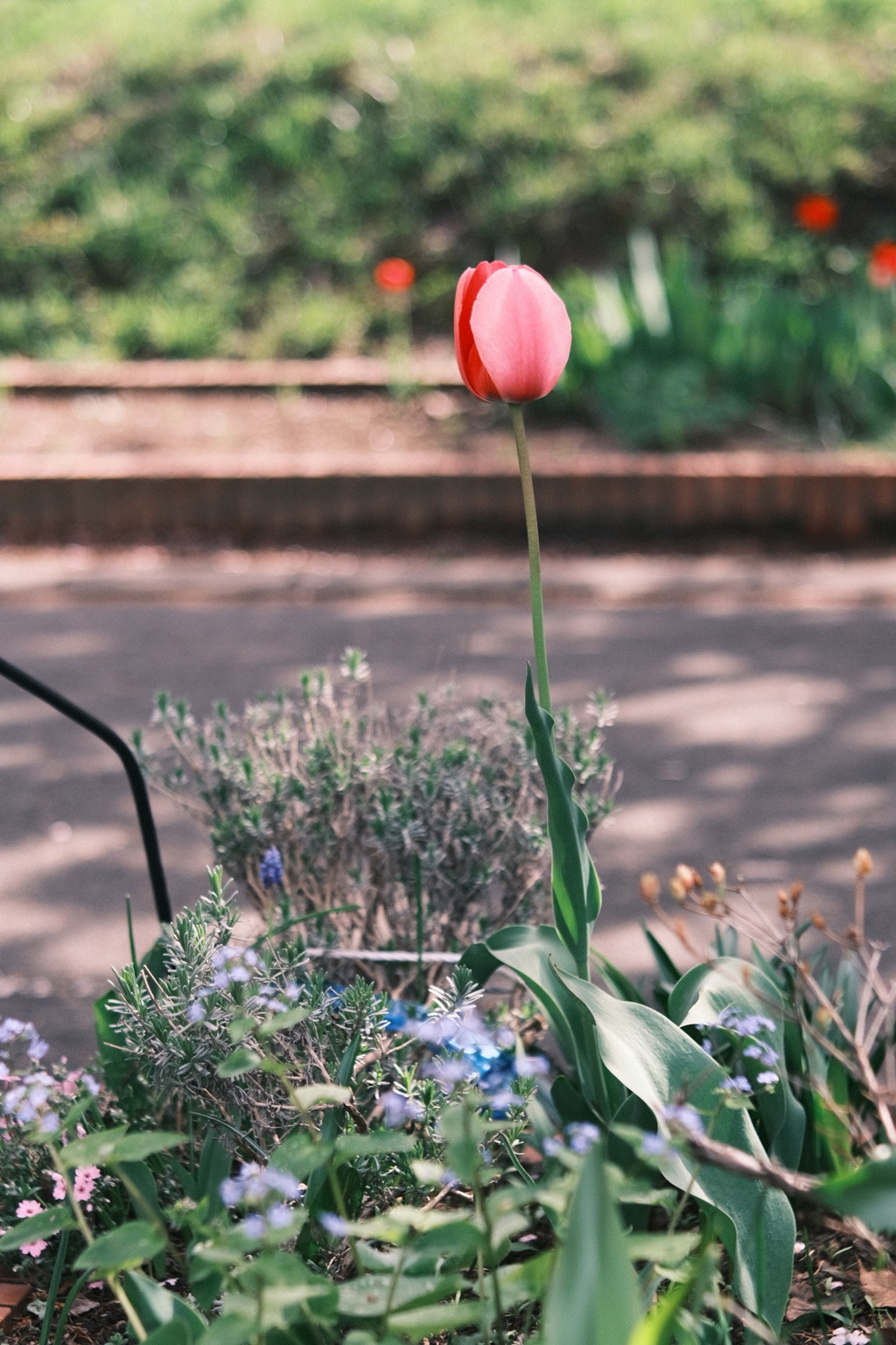 R5.05.07_近場散歩⑧