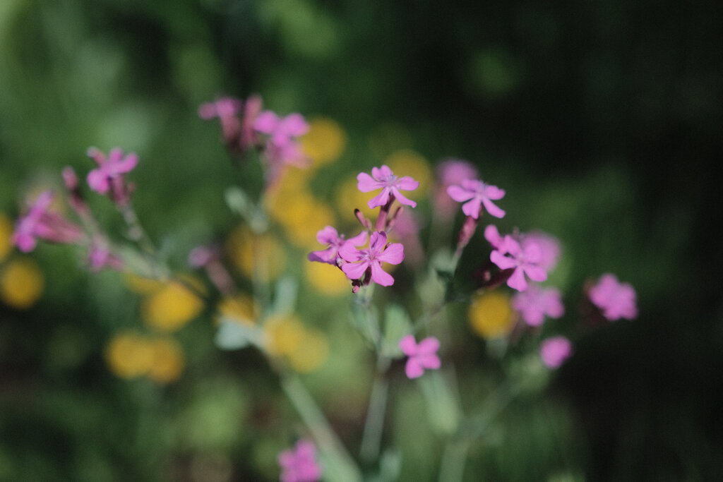 R4.05.30_夕方散歩⑥