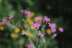 R4.05.30_夕方散歩⑥