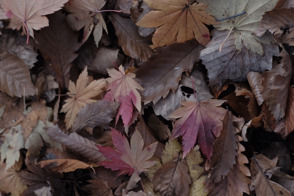 R4.10.30_西岡公園①