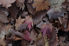 R4.10.30_西岡公園①