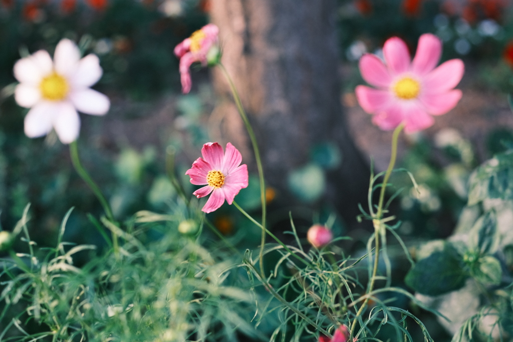 R5.08.02_夕方散歩⑤