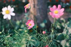 R5.08.02_夕方散歩⑤