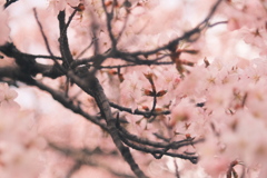 R5.04.21_桜を撮りに④