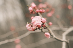 R5.04.22_平岡公園梅まつり⑥