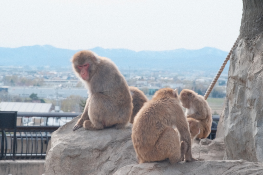 R4.04.29_旭山動物園②