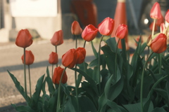 R5.05.02_夕方散歩④