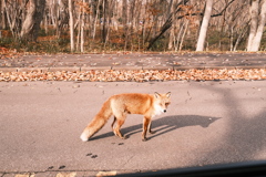 R7.11.08_夫婦温泉旅行in函館④
