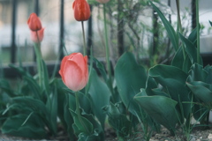 R5.05.02_夕方散歩⑤