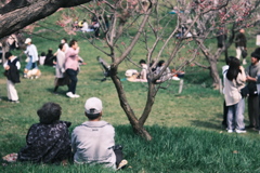R5.04.30_リベンジ平岡公園梅まつり⑪