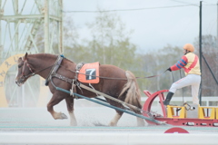 R4.05.01_帯広ばんえい競馬⑧