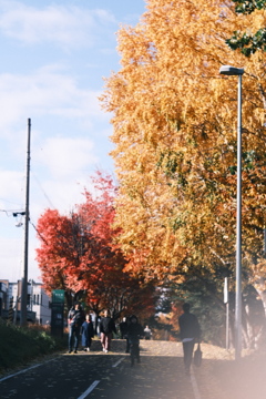 R7.11.03_紅葉散歩⑥