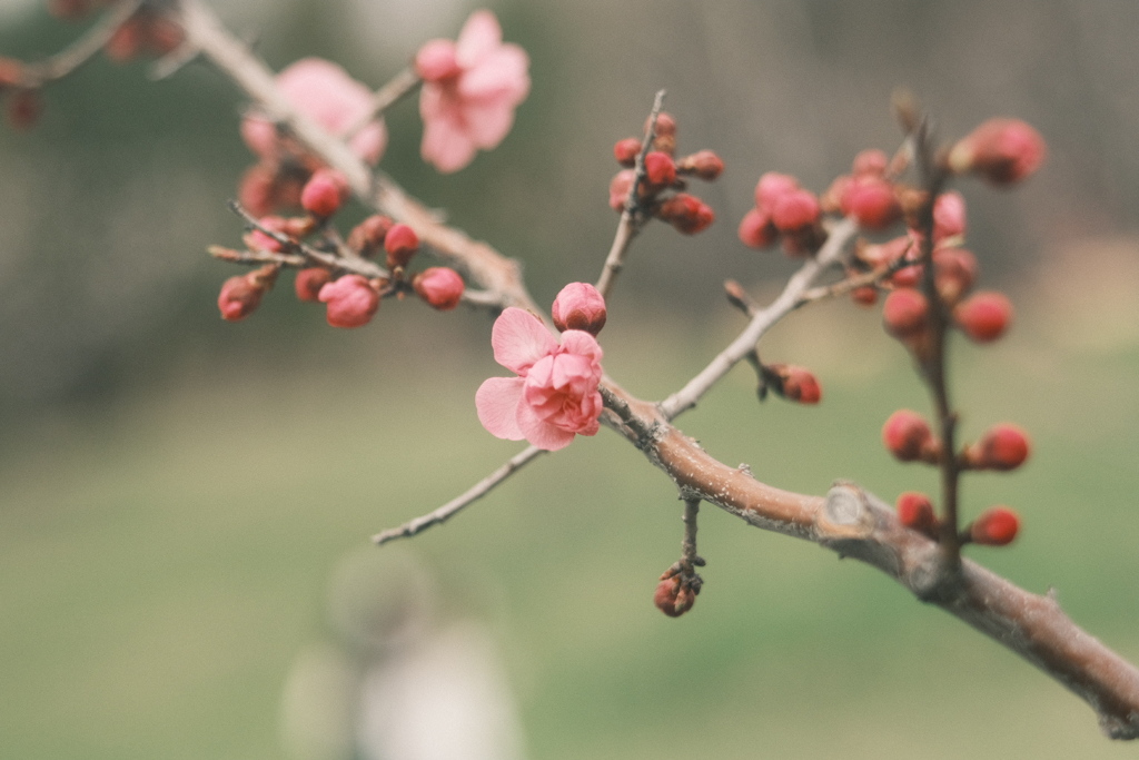 R5.04.22_平岡公園梅まつり①