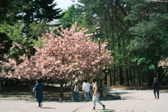 R5.05.13_北海道神宮④