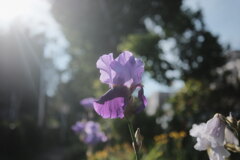 R4.05.30_夕方散歩③