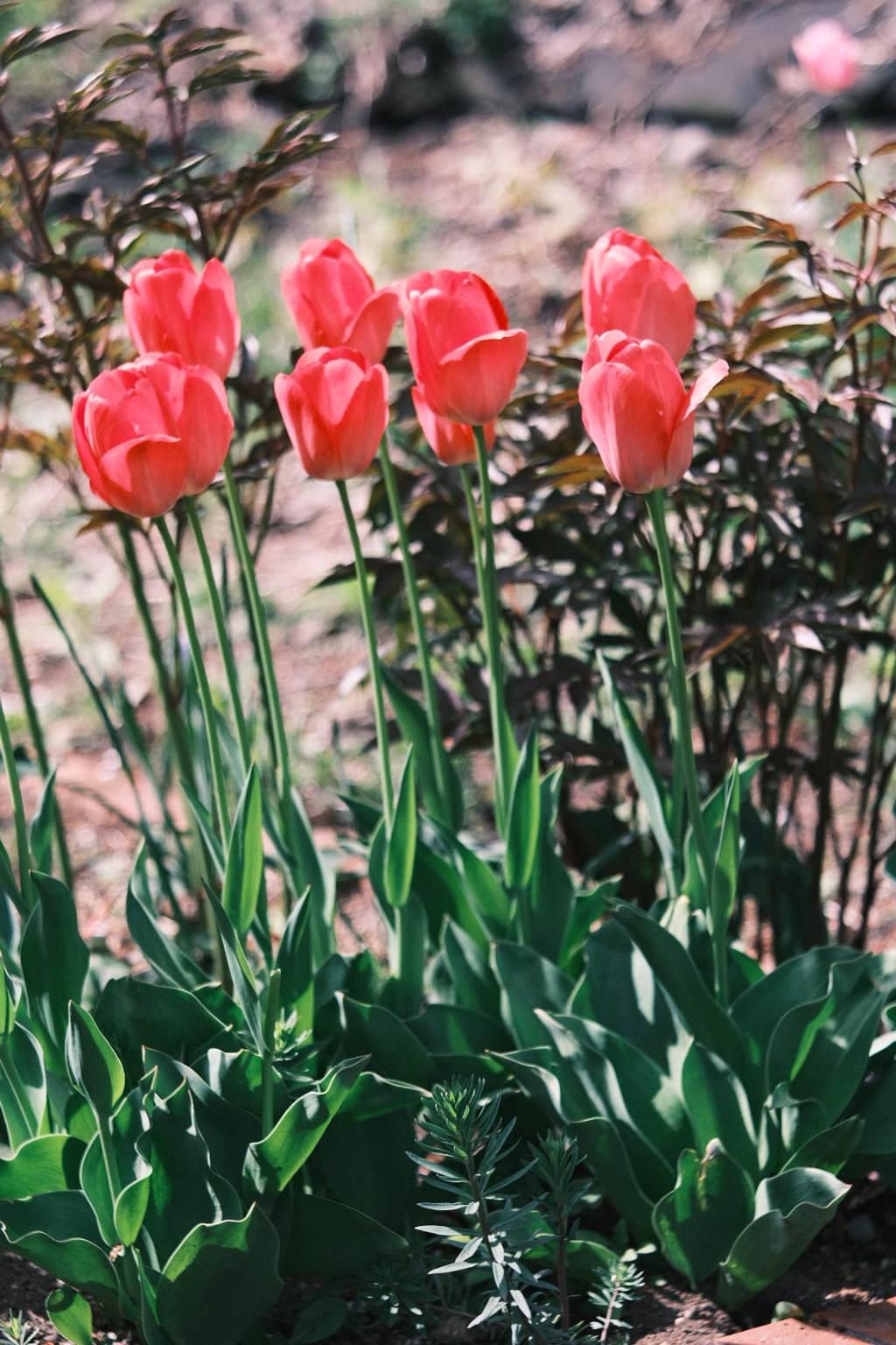 R5.05.07_近場散歩⑦