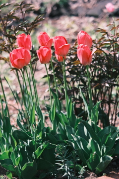 R5.05.07_近場散歩⑦