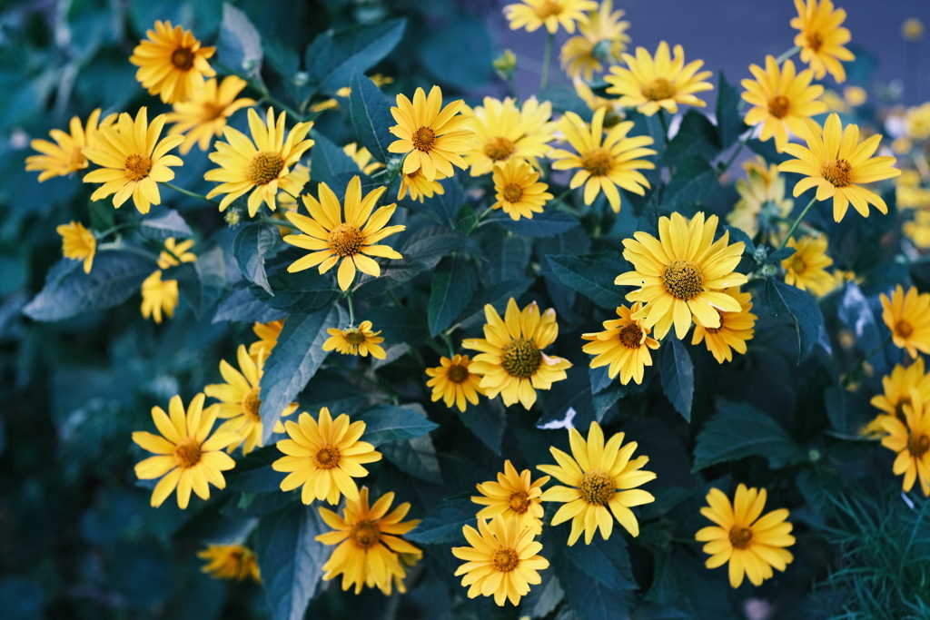 R5.08.02_夕方散歩①