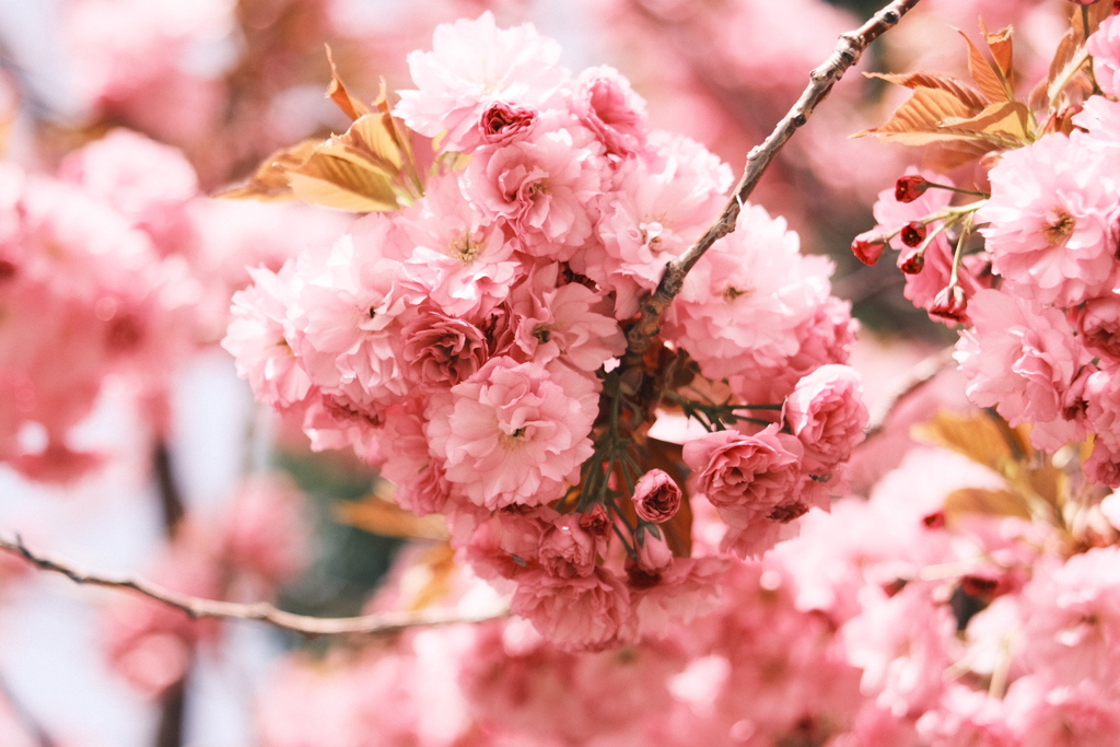 R5.05.07_近場散歩⑥