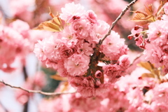 R5.05.07_近場散歩⑥