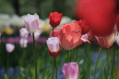 R4.05.15_円山公園⑤