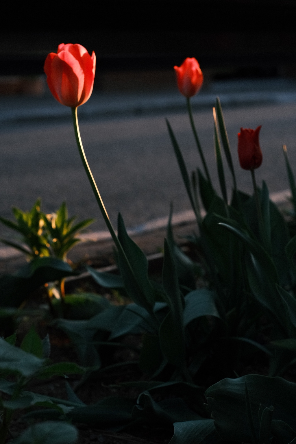 R5.05.12_夕方散歩⑥