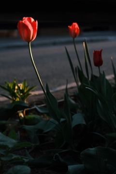 R5.05.12_夕方散歩⑥