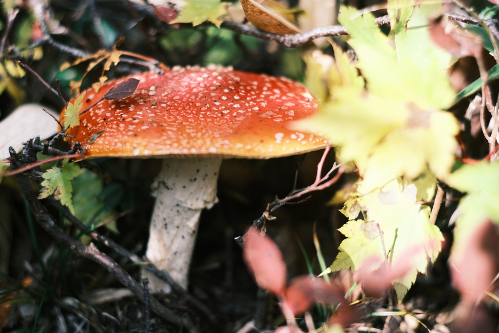 R5.10.08_夫婦登山_暑寒別岳①