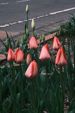 R5.04.29_夕方散歩⑤