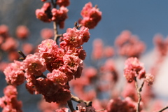 R5.04.30_リベンジ平岡公園梅まつり②