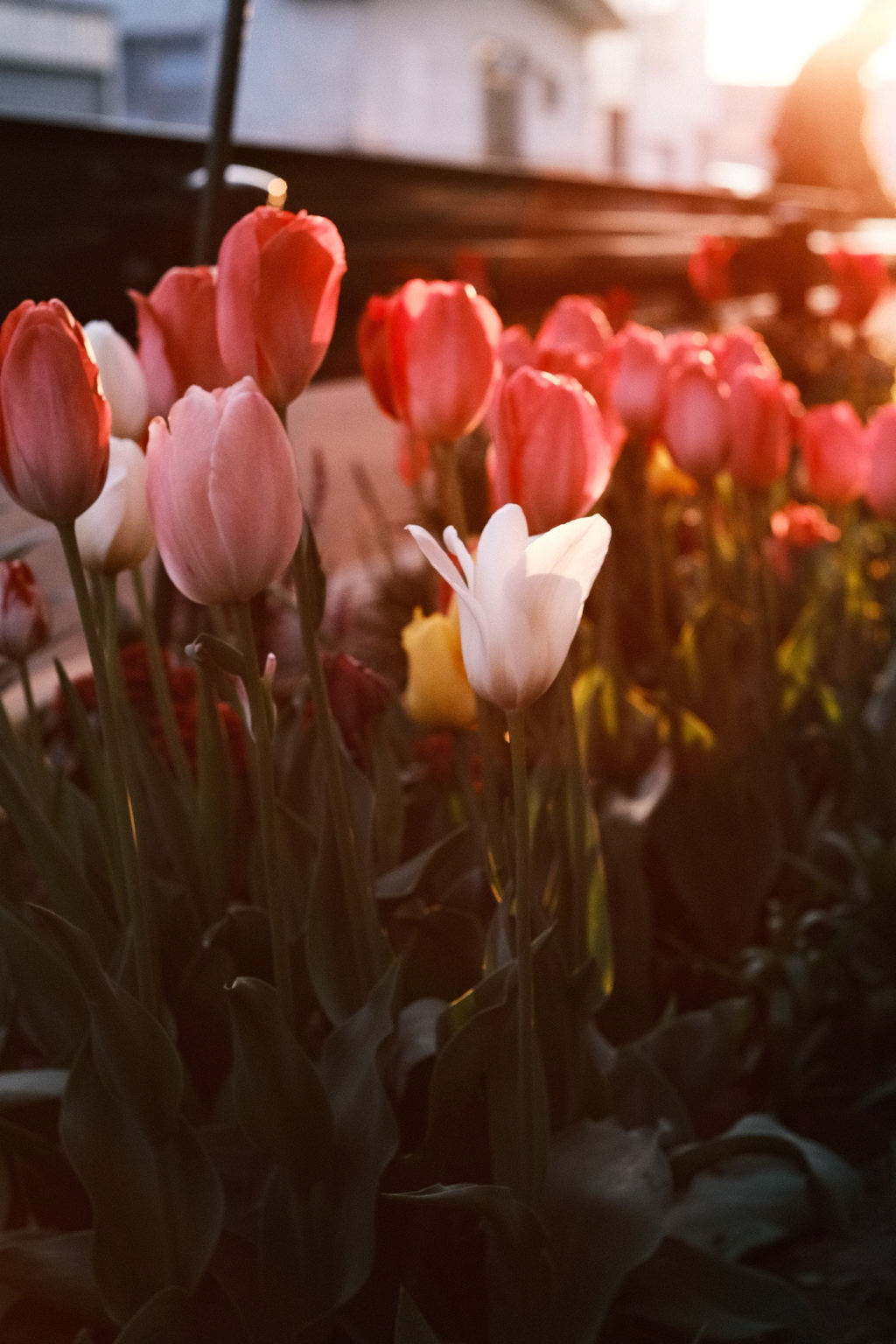 R5.05.12_夕方散歩⑦