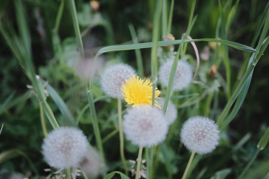 R4.05.30_夕方散歩⑤