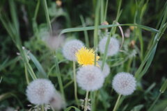 R4.05.30_夕方散歩⑤