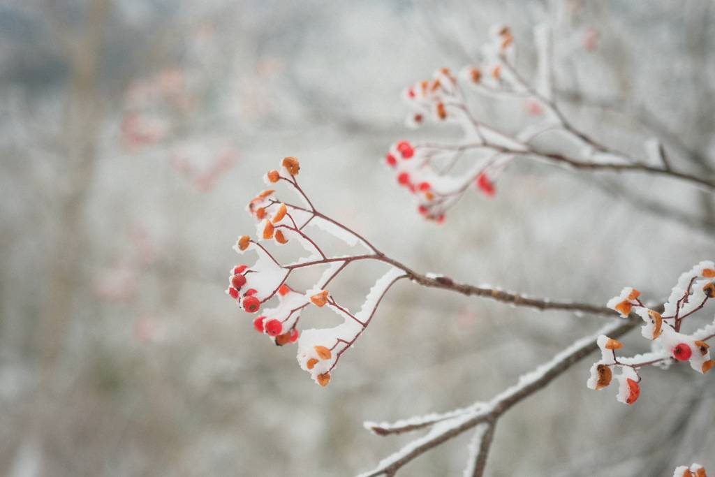 R3.11.13_ニセコアンヌプリ山