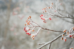 R3.11.13_ニセコアンヌプリ山