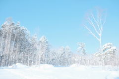 R4.01.23_野幌森林公園④