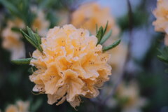 R4.05.23_夕方散歩