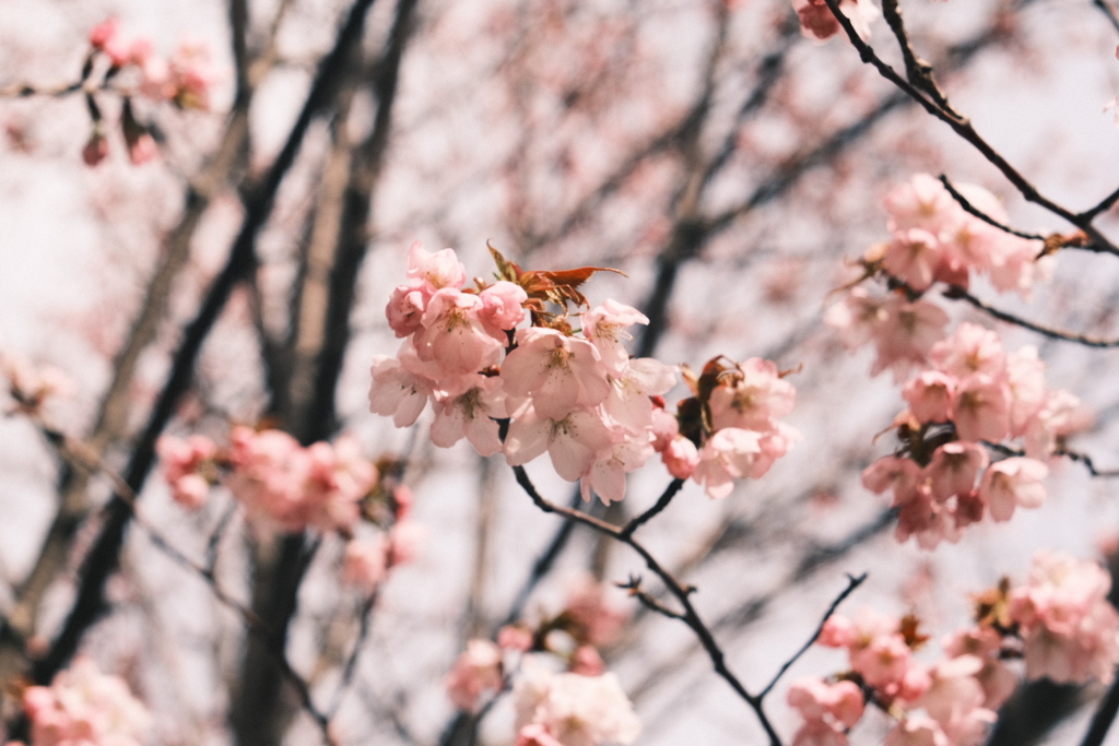 R5.04.21_桜を撮りに①