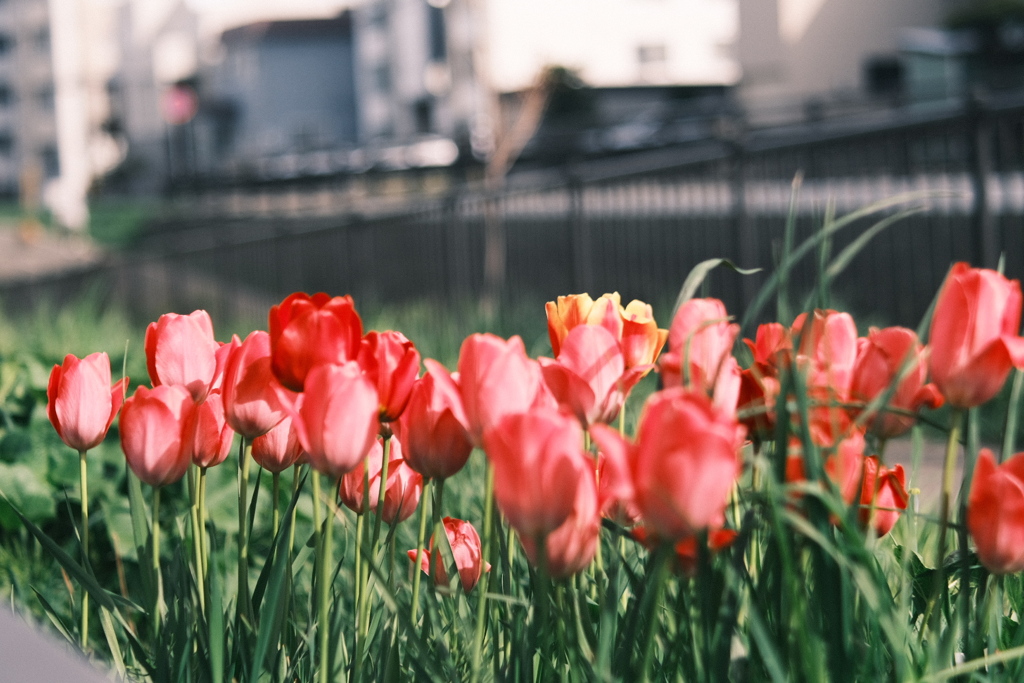 R5.05.07_近場散歩⑳