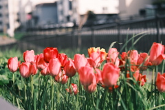 R5.05.07_近場散歩⑳