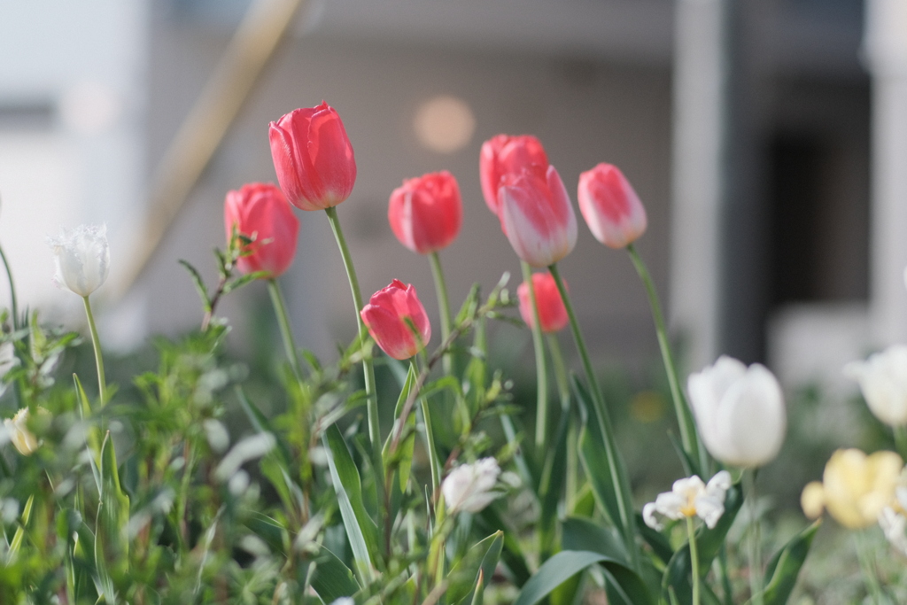 DSCF6398