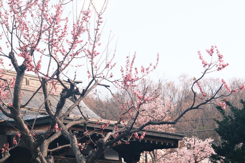 R5.04.22_夫婦登山_藻岩山②