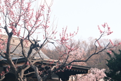 R5.04.22_夫婦登山_藻岩山②