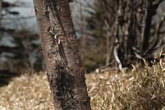 R3.05.09_妹と2回目のテント泊登山