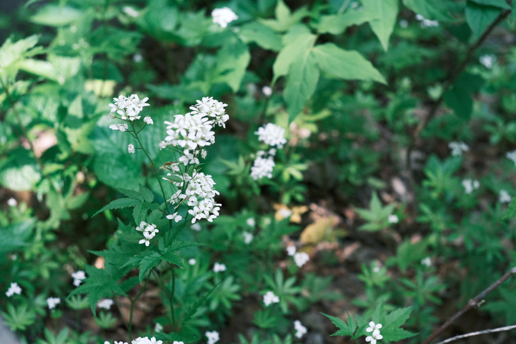 R5.05.14_夫婦登山_八剣山②