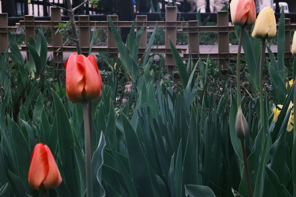 R5.04.29_夕方散歩③