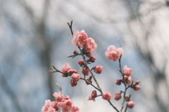 R5.04.22_平岡公園梅まつり⑤