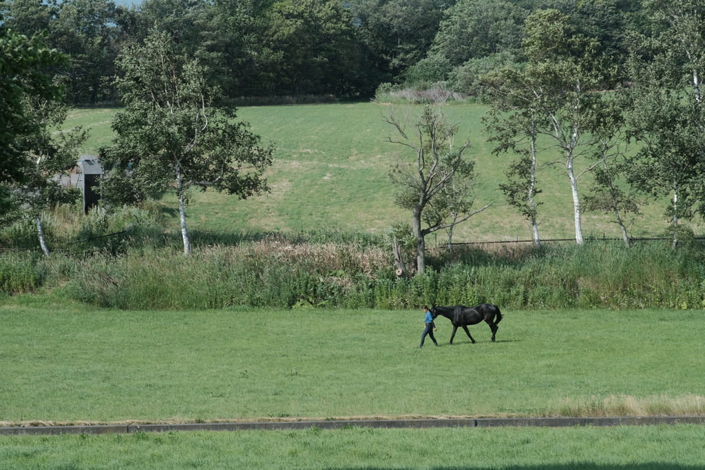 R3.07.04_初めて見る馬