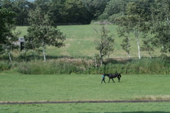 R3.07.04_初めて見る馬