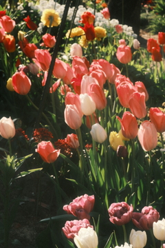 R5.05.11_夕方散歩③